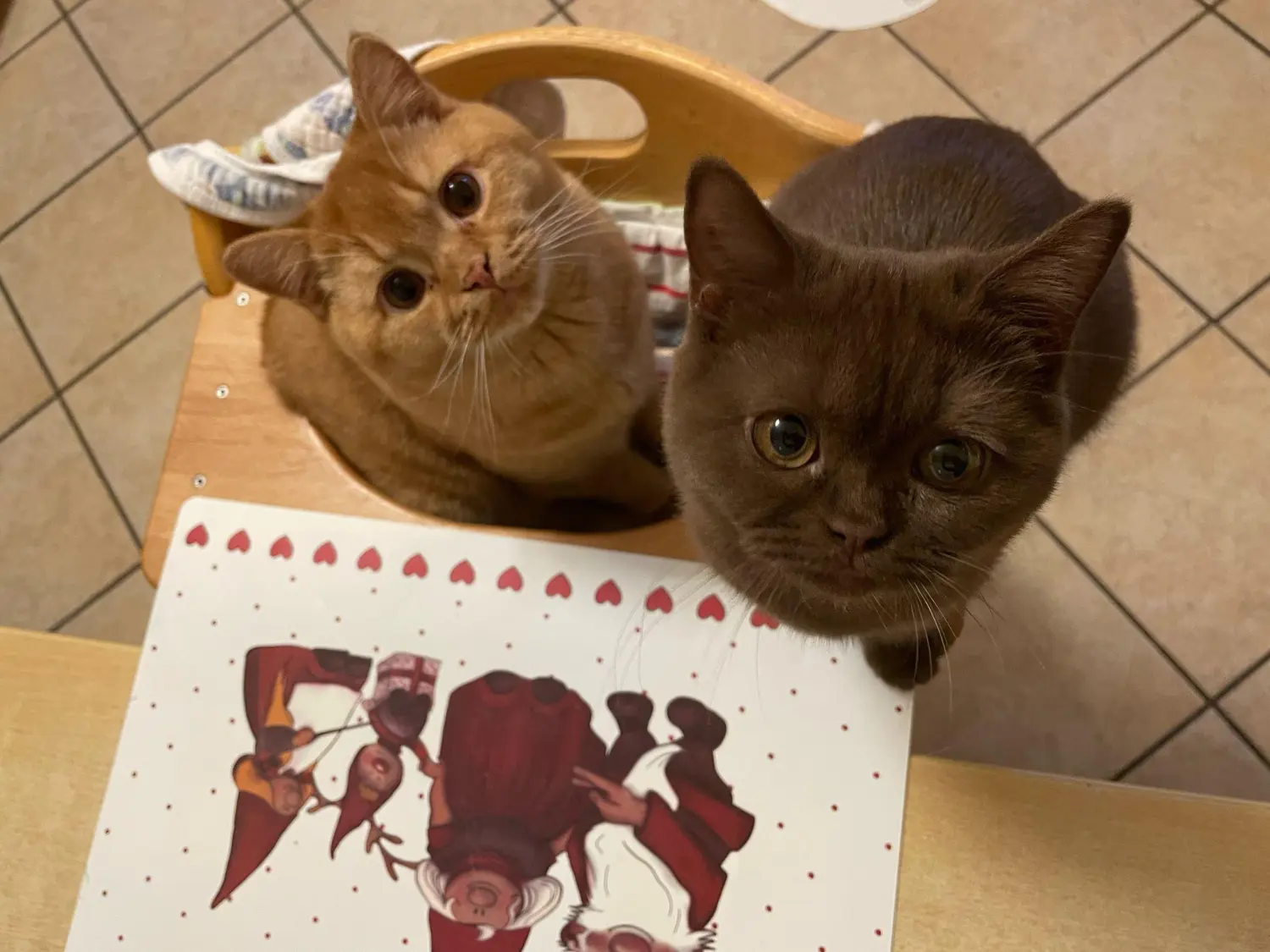 BKH Züchter, hammers Samtpfötchen, Jana Hammer , Liebe zu Katzen, Osternienburger Land, Hammers Samtpfötchen- Katze auf dem Tisch