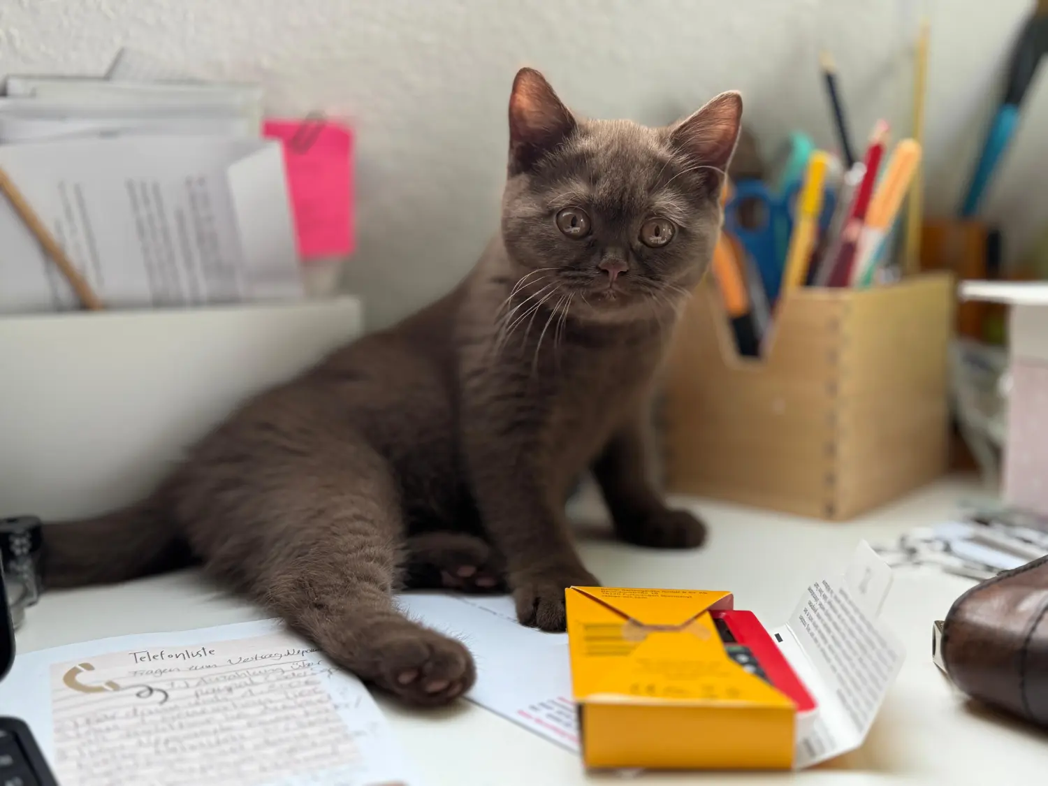 BKH Züchter, hammers Samtpfötchen, Jana Hammer , Liebe zu Katzen, Osternienburger Land, BKH Züchter, hammers Samtpfötchen, Jana Hammer , Liebe zu Katzen, Osternienburger Land, Hammers Samtpfötchen- Katzen