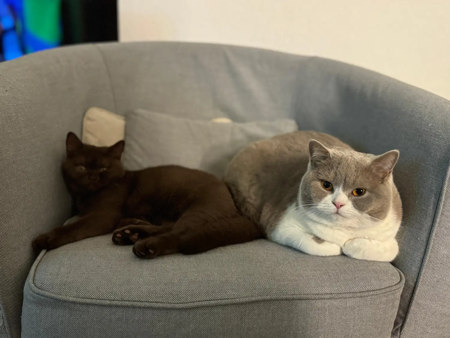 BKH Züchter, hammers Samtpfötchen, Jana Hammer , Liebe zu Katzen, Osternienburger Land, Hammers Samtpfötchen- Katzen auf dem Sofa