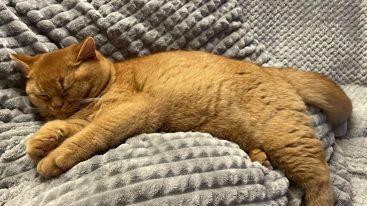 BKH Züchter, hammers Samtpfötchen, Jana Hammer , Liebe zu Katzen, Osternienburger Land, BKH Züchter, hammers Samtpfötchen, Jana Hammer , Liebe zu Katzen, Osternienburger Land, Hammers Samtpfötchen- Katze auf dem Tisch