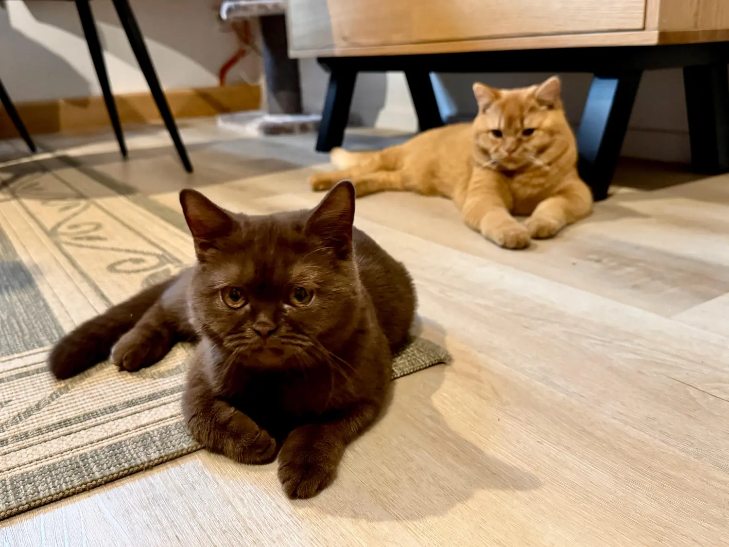 BKH Züchter, hammers Samtpfötchen, Jana Hammer , Liebe zu Katzen, Osternienburger Land, Hammers Samtpfötchen- Katzen