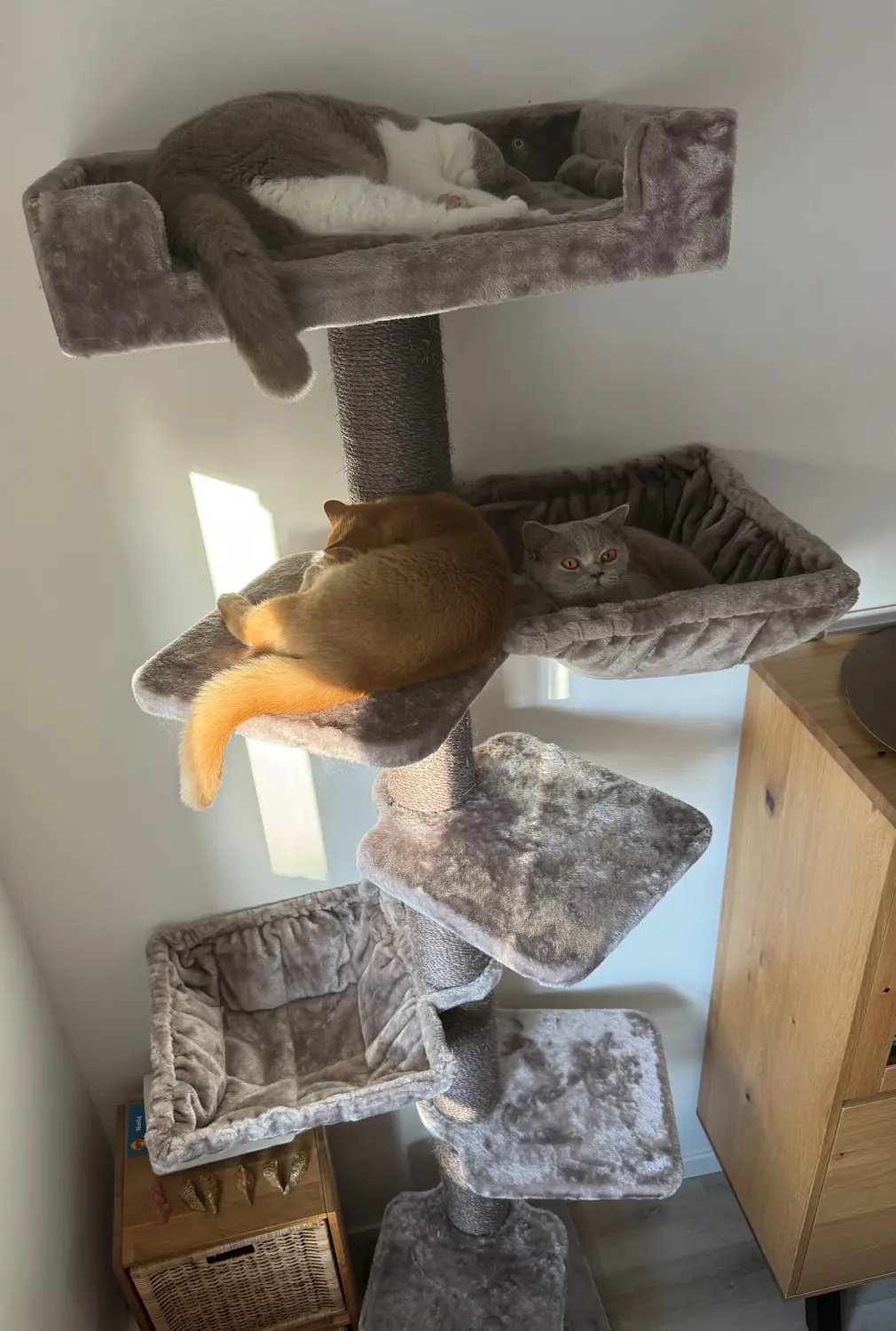 BKH Züchter, hammers Samtpfötchen, Jana Hammer , Liebe zu Katzen, Osternienburger Land, Hammers Samtpfötchen- Katzen