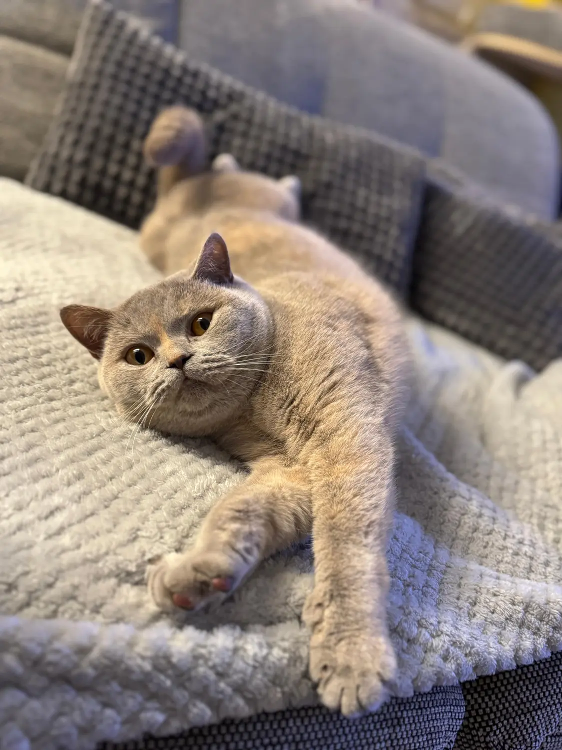 BKH Züchter, hammers Samtpfötchen, Jana Hammer , Liebe zu Katzen, Osternienburger Land, Hammers Samtpfötchen- Katze