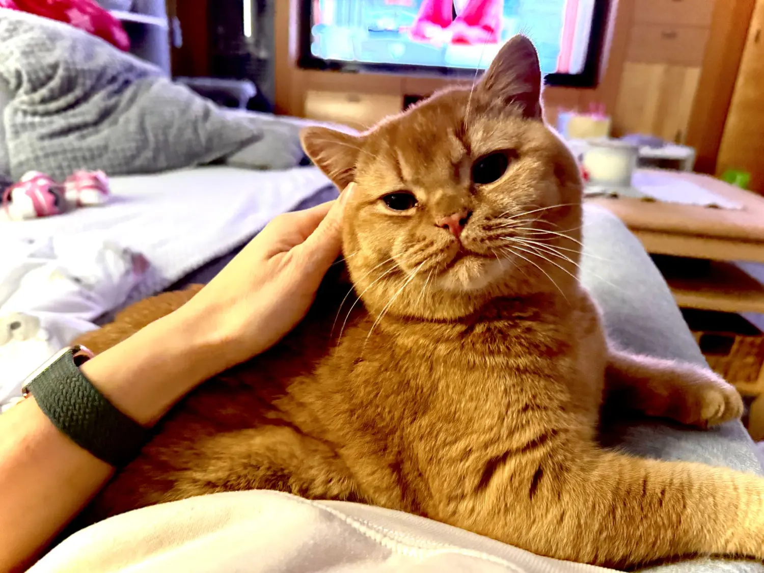 BKH Züchter, hammers Samtpfötchen, Jana Hammer , Liebe zu Katzen, Osternienburger Land, Hammers Samtpfötchen- Katze bekommt Streicheleinheiten