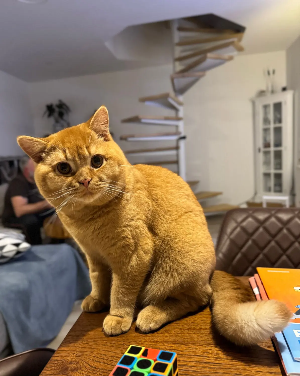 BKH Züchter, hammers Samtpfötchen, Jana Hammer , Liebe zu Katzen, Osternienburger Land, Hammers Samtpfötchen- Katze auf dem Tisch