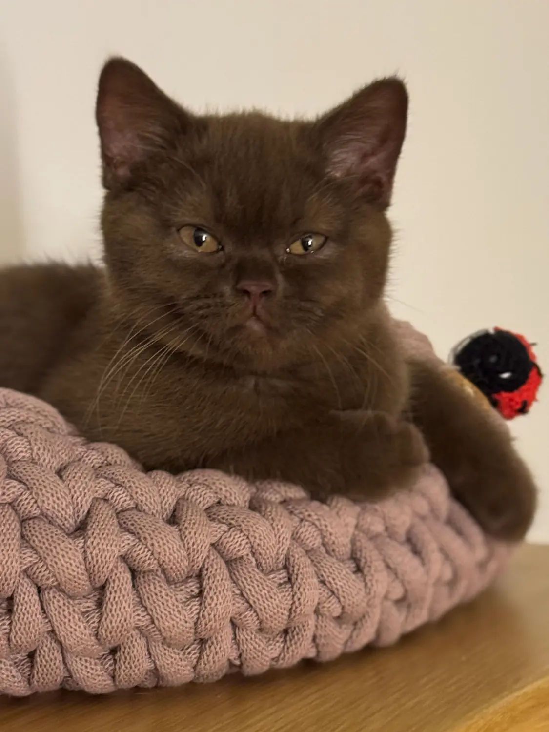 BKH Züchter, hammers Samtpfötchen, Jana Hammer , Liebe zu Katzen, Osternienburger Land, Hammers Samtpfötchen- Katze auf dem Tisch