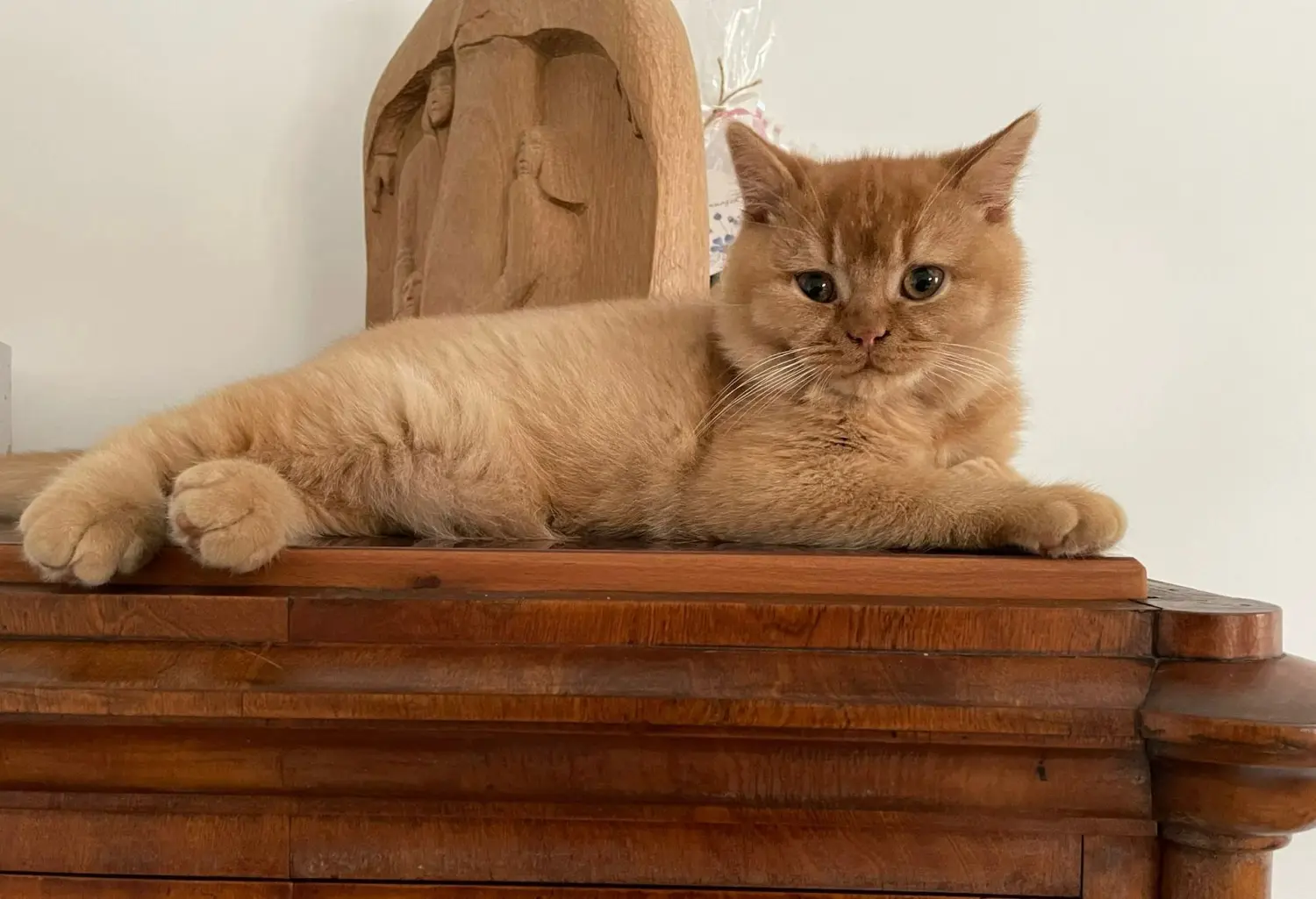 BKH Züchter, hammers Samtpfötchen, Jana Hammer , Liebe zu Katzen, Osternienburger Land, Hammers Samtpfötchen- Katze auf dem Tisch