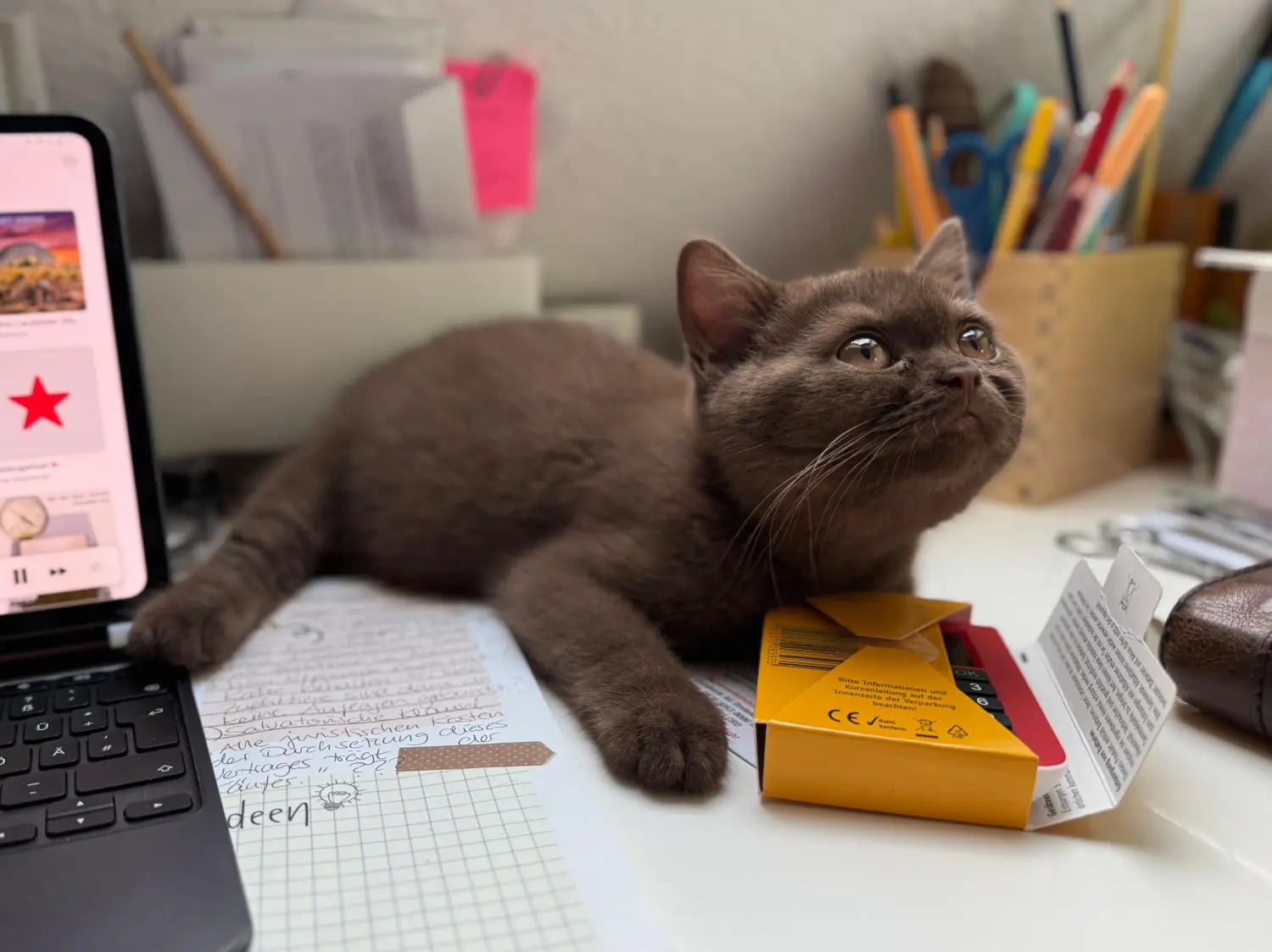 BKH Züchter, hammers Samtpfötchen, Jana Hammer , Liebe zu Katzen, Osternienburger Land, BKH Züchter, hammers Samtpfötchen, Jana Hammer , Liebe zu Katzen, Osternienburger Land, Hammers Samtpfötchen- Katze auf dem Tisch