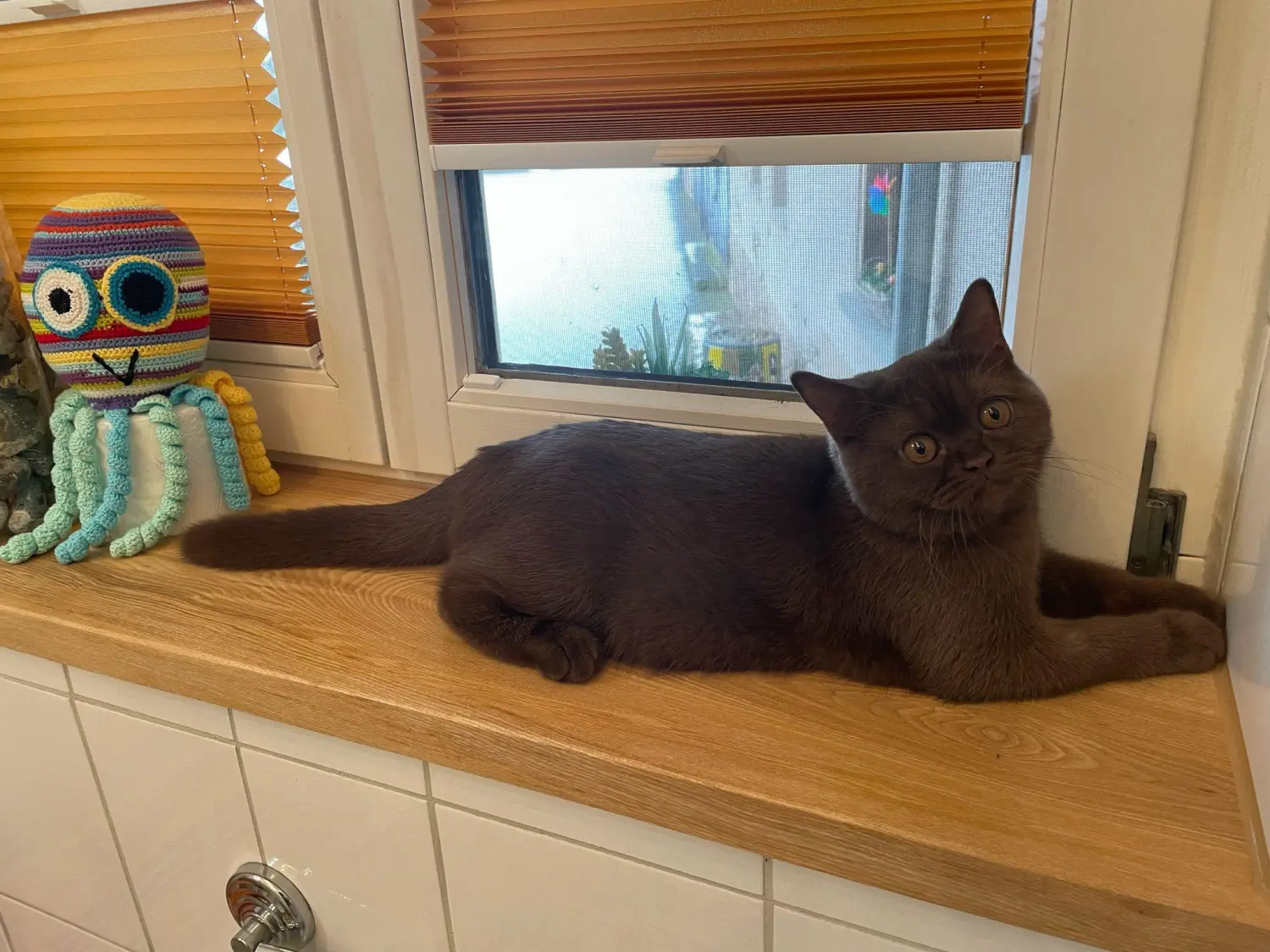 BKH Züchter, hammers Samtpfötchen, Jana Hammer , Liebe zu Katzen, Osternienburger Land, Hammers Samtpfötchen- Katze auf dem Tisch