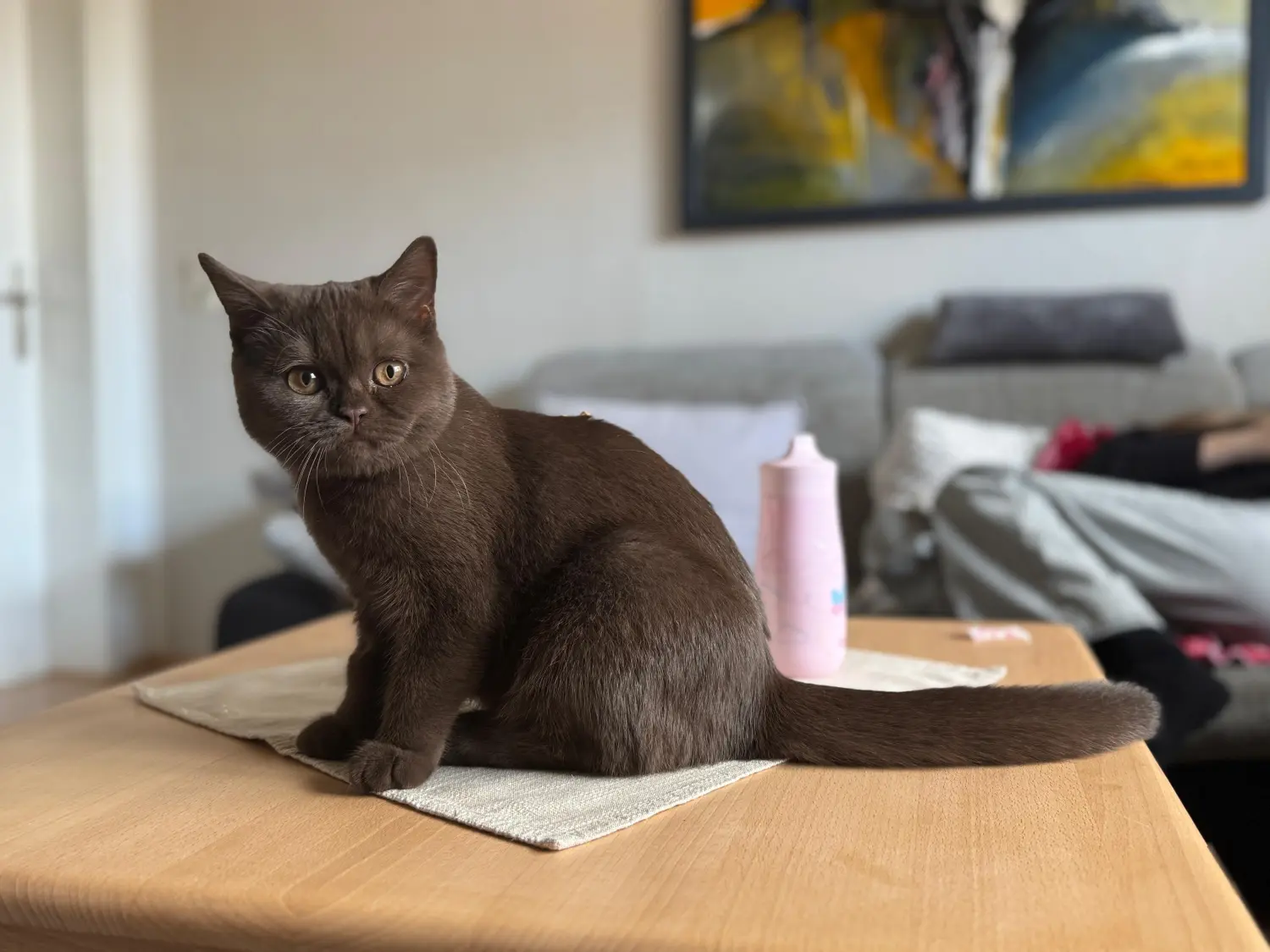 BKH Züchter, hammers Samtpfötchen, Jana Hammer , Liebe zu Katzen, Osternienburger Land, Hammers Samtpfötchen- Katze auf dem Tisch