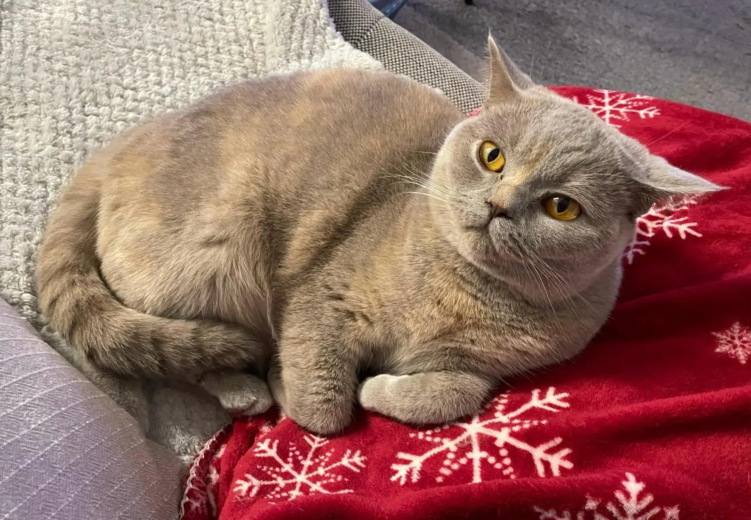 BKH Züchter, hammers Samtpfötchen, Jana Hammer , Liebe zu Katzen, Osternienburger Land, Hammers Samtpfötchen- Katze auf Couch