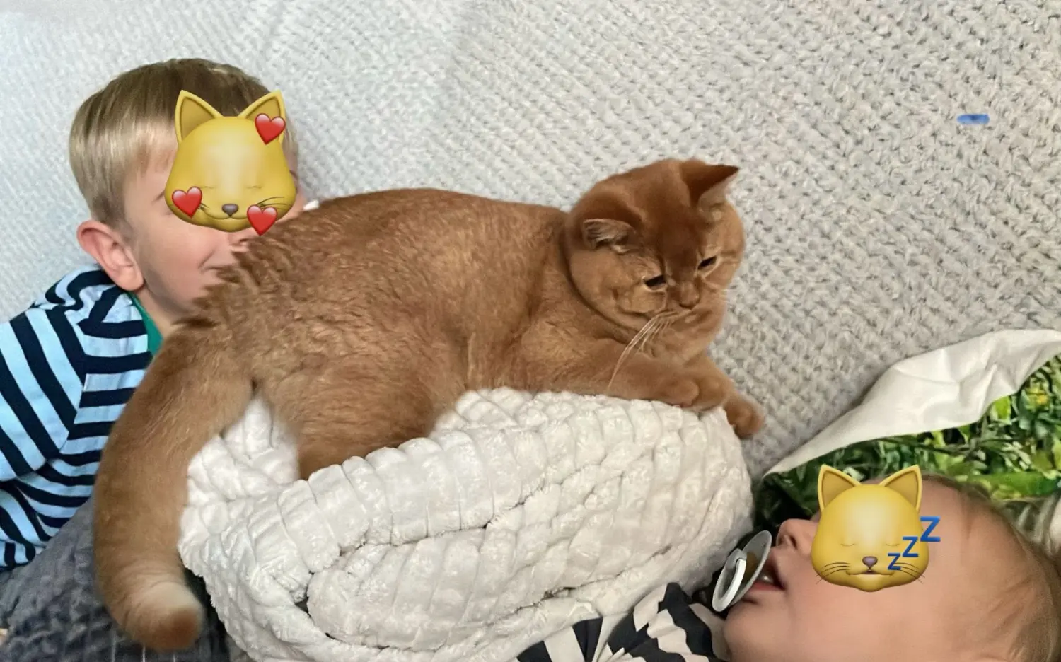 BKH Züchter, hammers Samtpfötchen, Jana Hammer , Liebe zu Katzen, Osternienburger Land, Hammers Samtpfötchen- Katze auf Couch mit Kindern