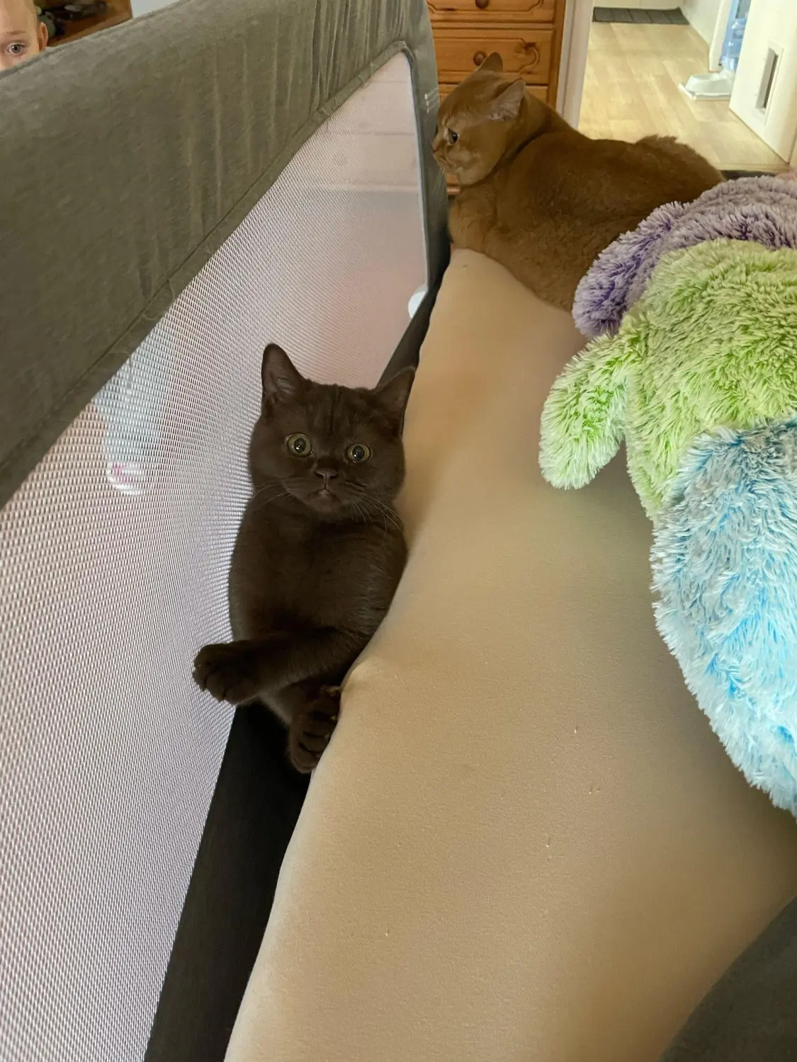 BKH Züchter, hammers Samtpfötchen, Jana Hammer , Liebe zu Katzen, Osternienburger Land, Hammers Samtpfötchen- Katzen auf der Couch