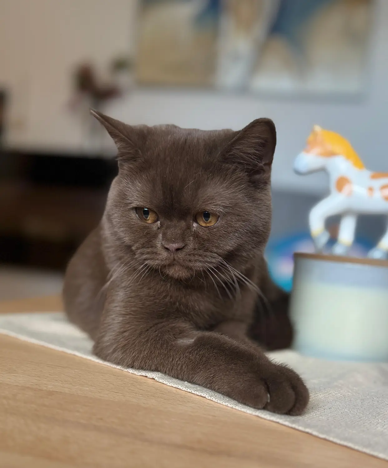 BKH Züchter, hammers Samtpfötchen, Jana Hammer , Liebe zu Katzen, Osternienburger Land,  Hammers Samtpfötchen- Katze auf dem Tisch