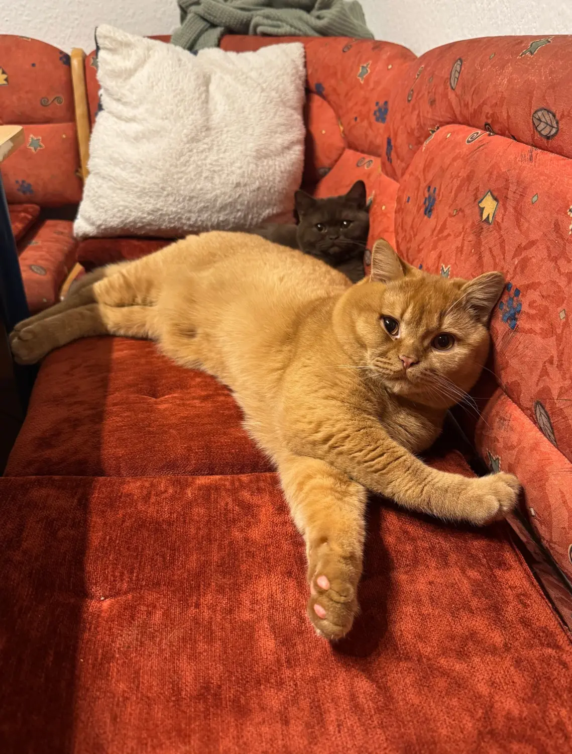 BKH Züchter, hammers Samtpfötchen, Jana Hammer , Liebe zu Katzen, Osternienburger Land, Hammers Samtpfötchen- Katze auf Couch