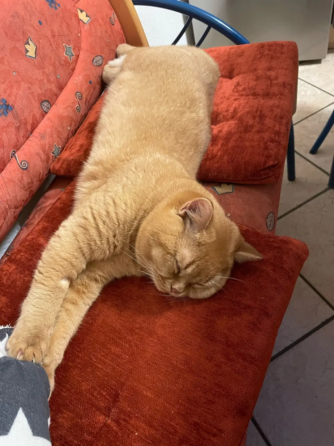 BKH Züchter, hammers Samtpfötchen, Jana Hammer , Liebe zu Katzen, Osternienburger Land, Hammers Samtpfötchen- Katze auf Couch