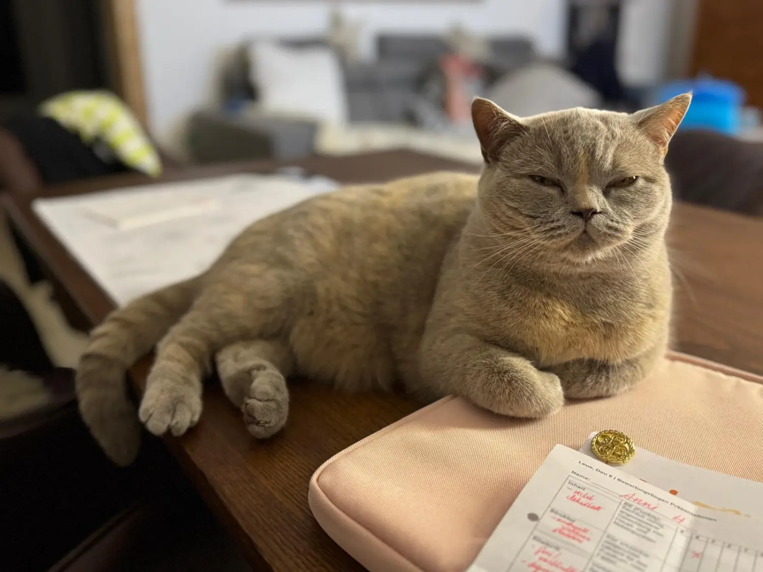 BKH Züchter, hammers Samtpfötchen, Jana Hammer , Liebe zu Katzen, Osternienburger Land, BKH Züchter, hammers Samtpfötchen, Jana Hammer , Liebe zu Katzen, Osternienburger Land, Hammers Samtpfötchen- Katze auf Couch