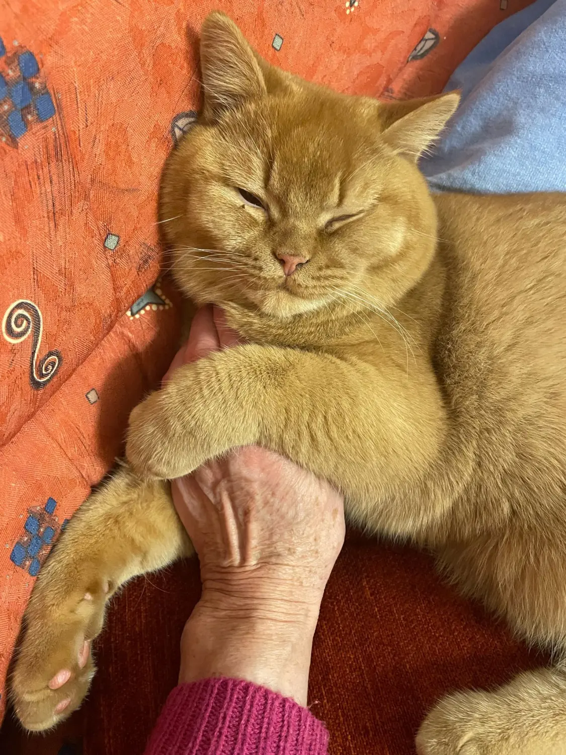 BKH Züchter, hammers Samtpfötchen, Jana Hammer , Liebe zu Katzen, Osternienburger Land, Hammers Samtpfötchen- Katze auf Couch