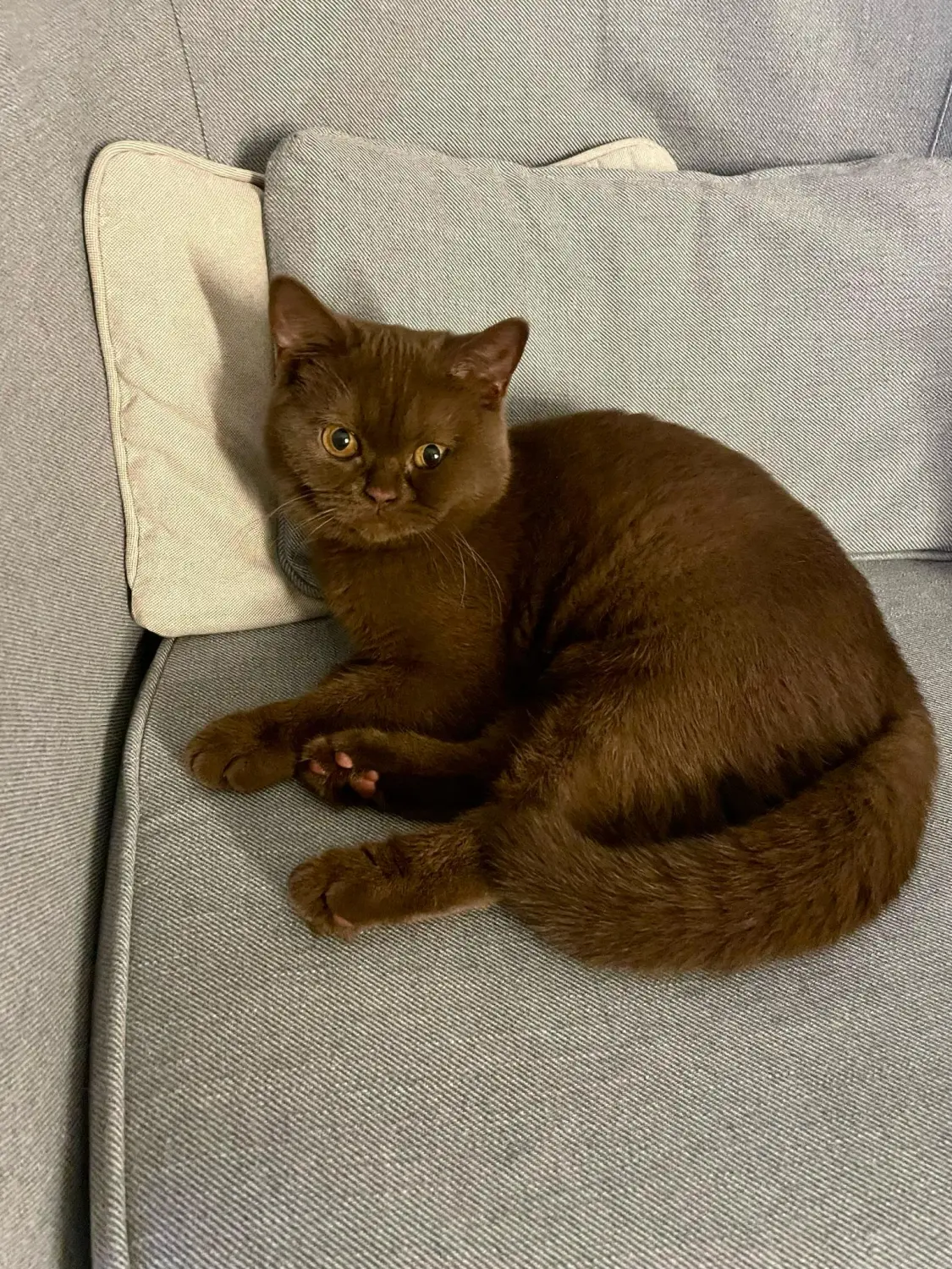 BKH Züchter, hammers Samtpfötchen, Jana Hammer , Liebe zu Katzen, Osternienburger Land, Hammers Samtpfötchen- Katze