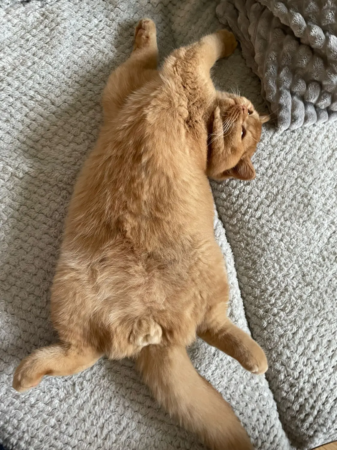 BKH Züchter, hammers Samtpfötchen, Jana Hammer , Liebe zu Katzen, Osternienburger Land, Hammers Samtpfötchen- Katze auf Couch