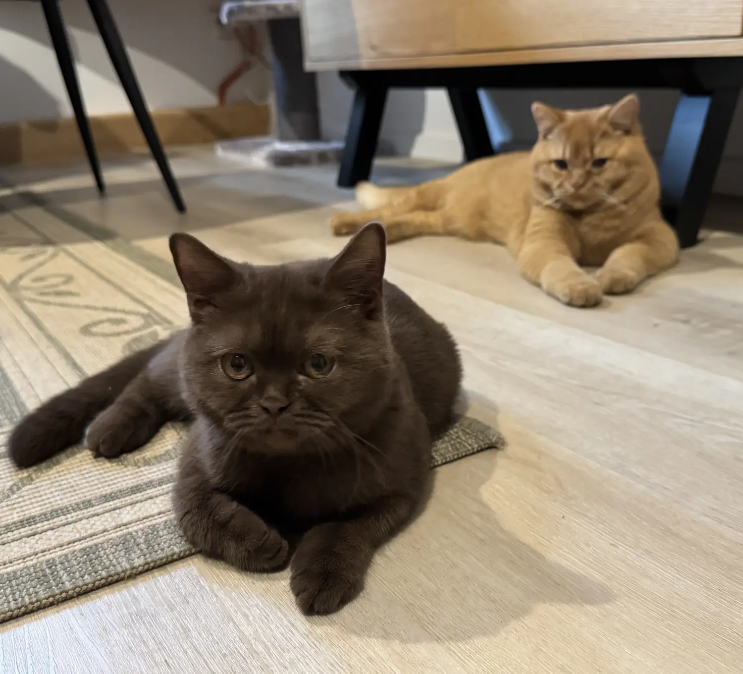 BKH Züchter, hammers Samtpfötchen, Jana Hammer , Liebe zu Katzen, Osternienburger Land, Hammers Samtpfötchen- Katzen