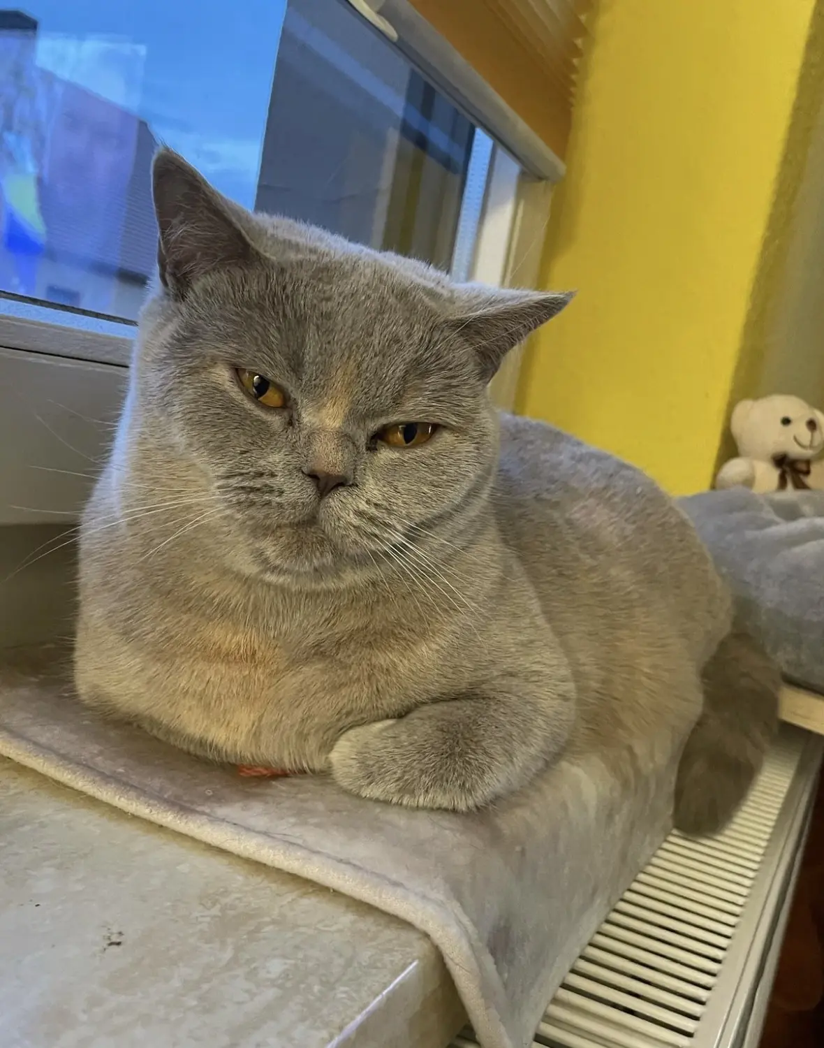 BKH Züchter, hammers Samtpfötchen, Jana Hammer , Liebe zu Katzen, Osternienburger Land,Hammers Samtpfötchen- Katze am Fenster