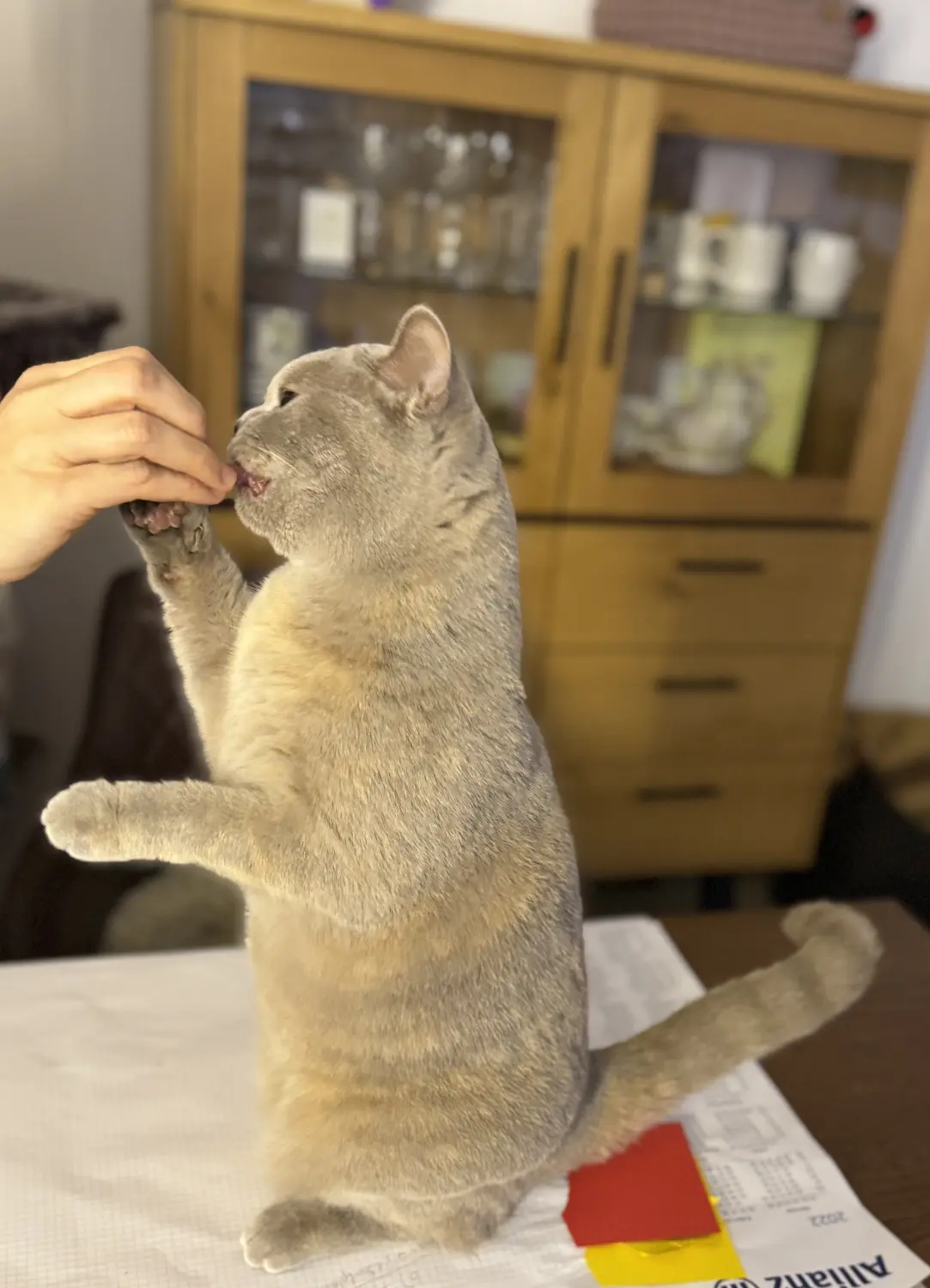 BKH Züchter, hammers Samtpfötchen, Jana Hammer , Liebe zu Katzen, Osternienburger Land,  Hammers Samtpfötchen- Katze bekommt Leckerli