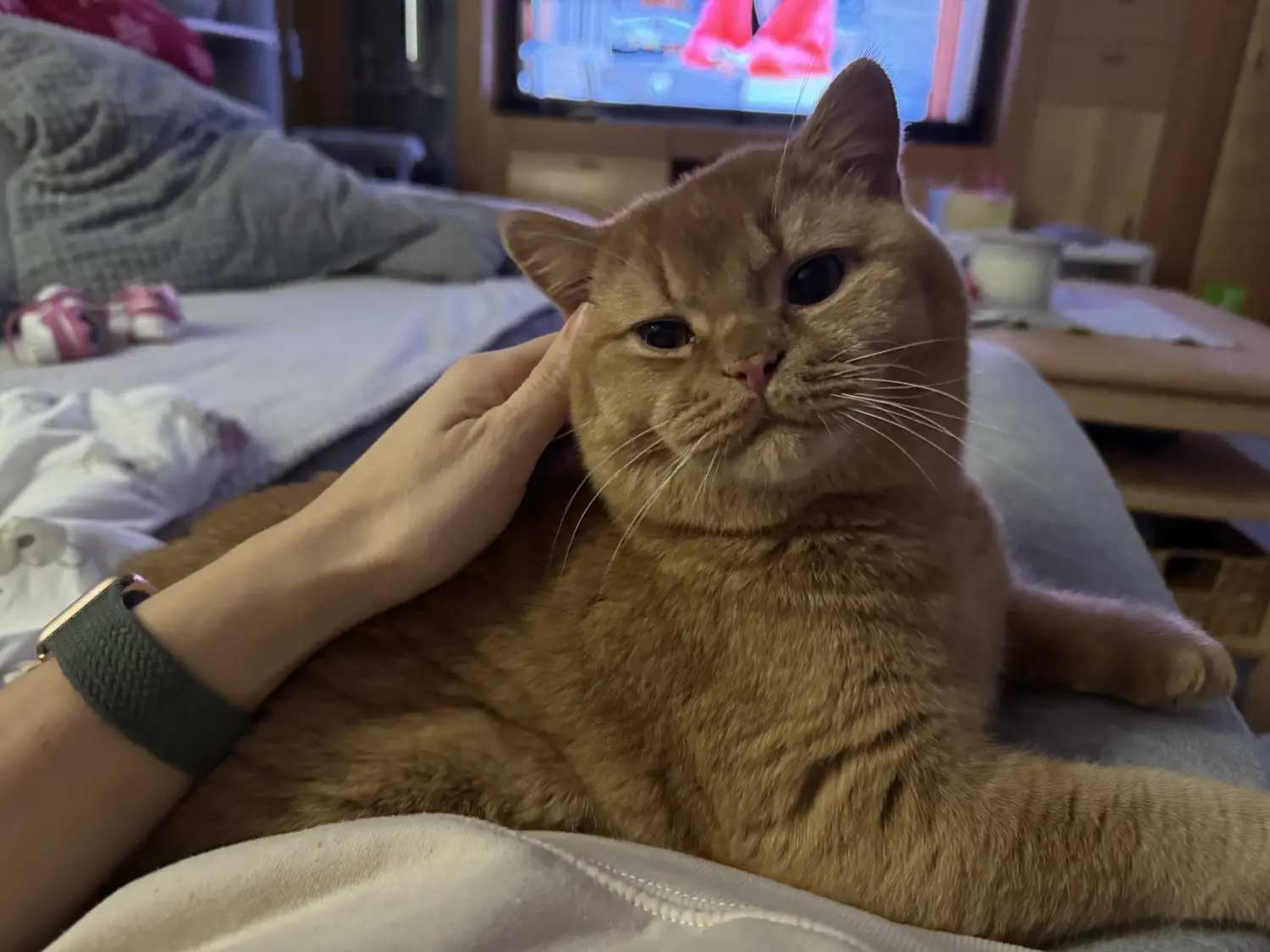 Hammers Samtpfötchen- Katze bekommt Streicheleinheiten