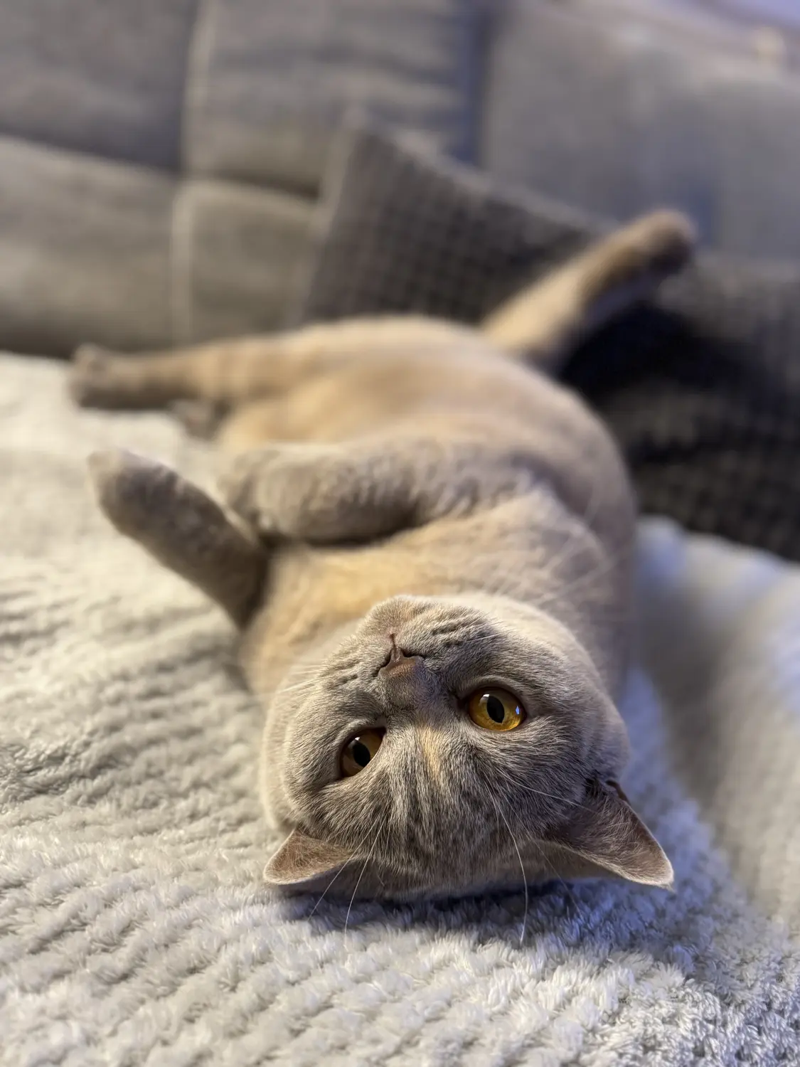 BKH Züchter, hammers Samtpfötchen, Jana Hammer , Liebe zu Katzen, Osternienburger Land, Hammers Samtpfötchen- Katzen auf dem Sofa