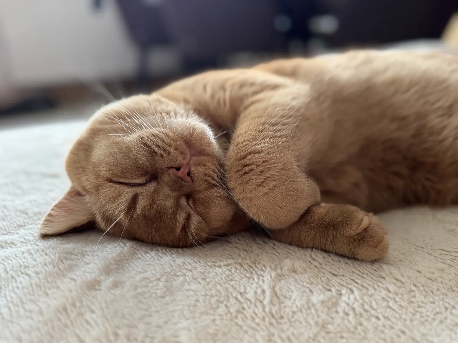 BKH Züchter, hammers Samtpfötchen, Jana Hammer , Liebe zu Katzen, Osternienburger Land, Hammers Samtpfötchen- Katzen auf dem Sofa