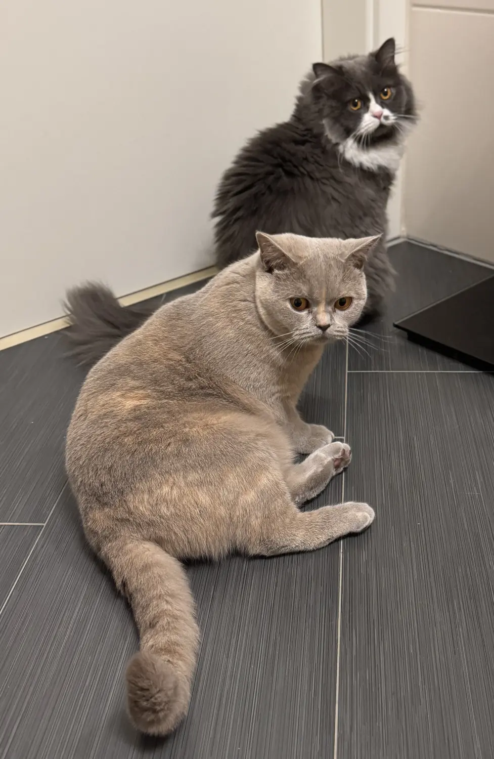 BKH Züchter, hammers Samtpfötchen, Jana Hammer , Liebe zu Katzen, Osternienburger Land, Hammers Samtpfötchen- Katzen 