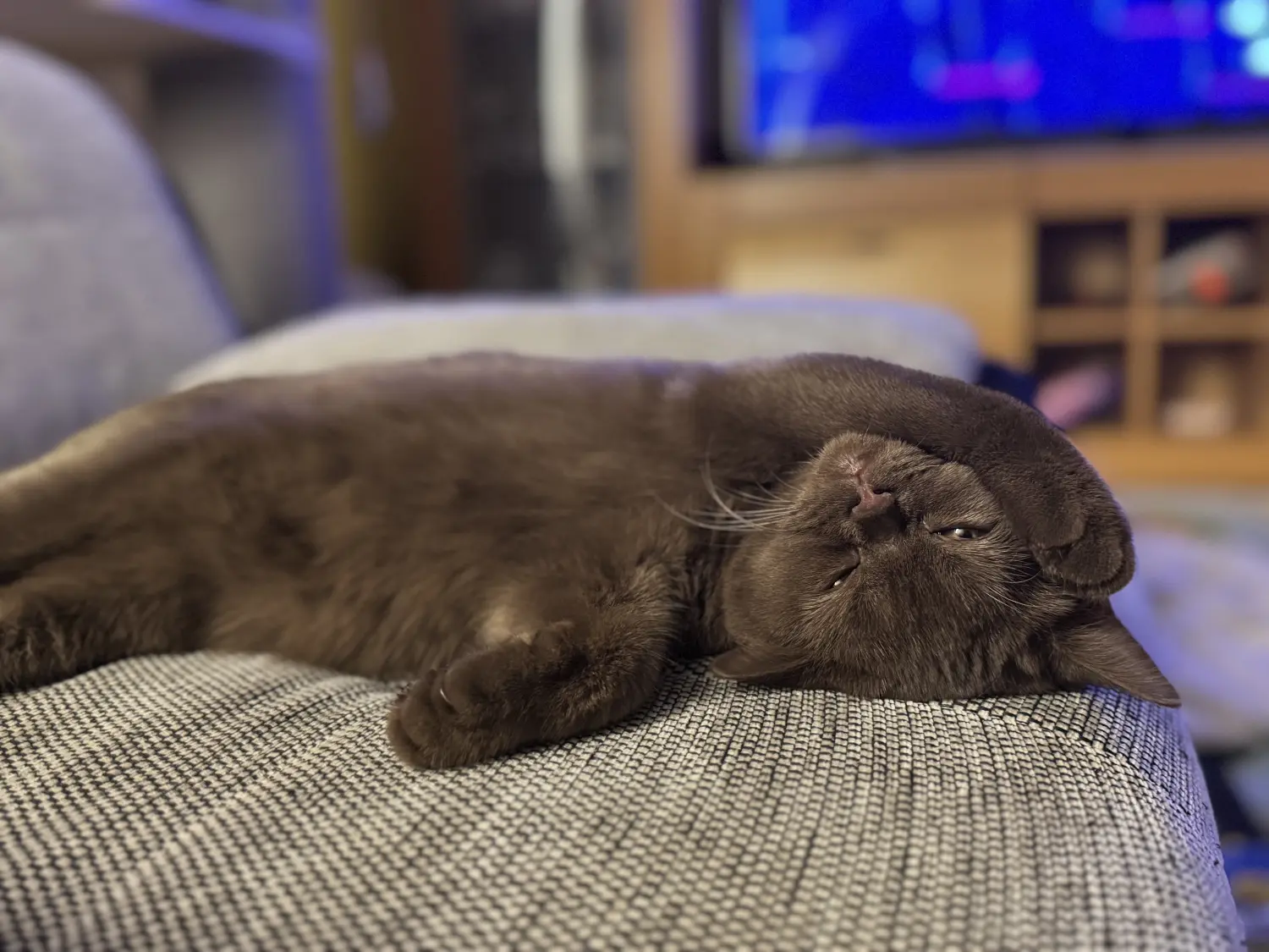 BKH Züchter, hammers Samtpfötchen, Jana Hammer , Liebe zu Katzen, Osternienburger Land, Hammers Samtpfötchen- Katzen auf dem Sofa