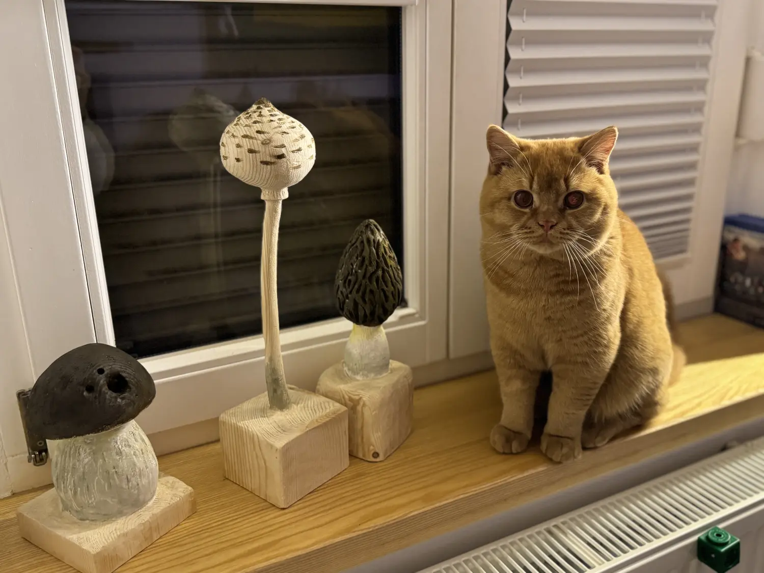 BKH Züchter, hammers Samtpfötchen, Jana Hammer , Liebe zu Katzen, Osternienburger Land, Hammers Samtpfötchen- Katze am Fenster