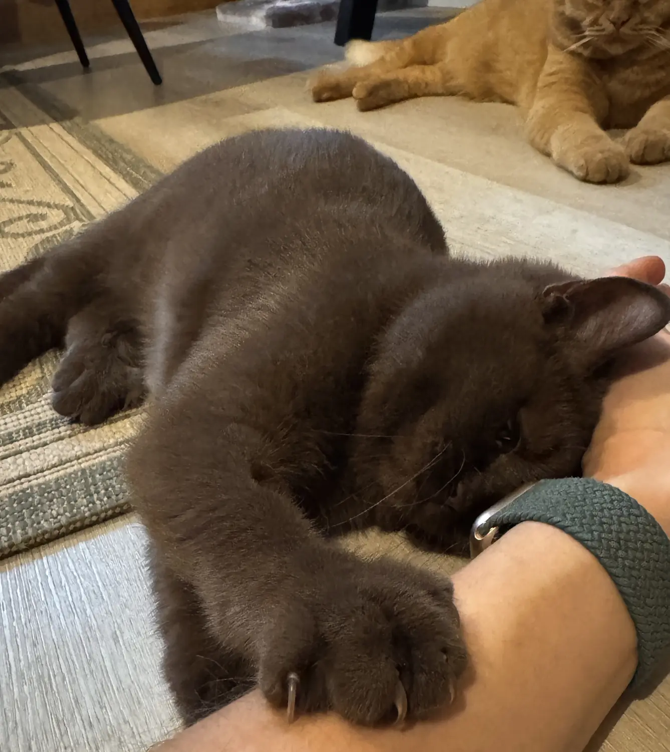 BKH Züchter, hammers Samtpfötchen, Jana Hammer , Liebe zu Katzen, Osternienburger Land , Hammers Samtpfötchen- Katzen spielen