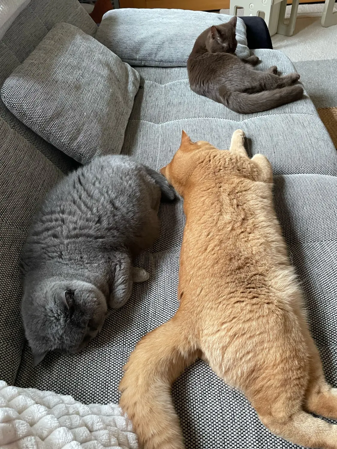 BKH Züchter, hammers Samtpfötchen, Jana Hammer , Liebe zu Katzen, Osternienburger Land, BKH Züchter, hammers Samtpfötchen, Jana Hammer , Liebe zu Katzen, Osternienburger Land, Hammers Samtpfötchen- Katzen auf dem Sofa