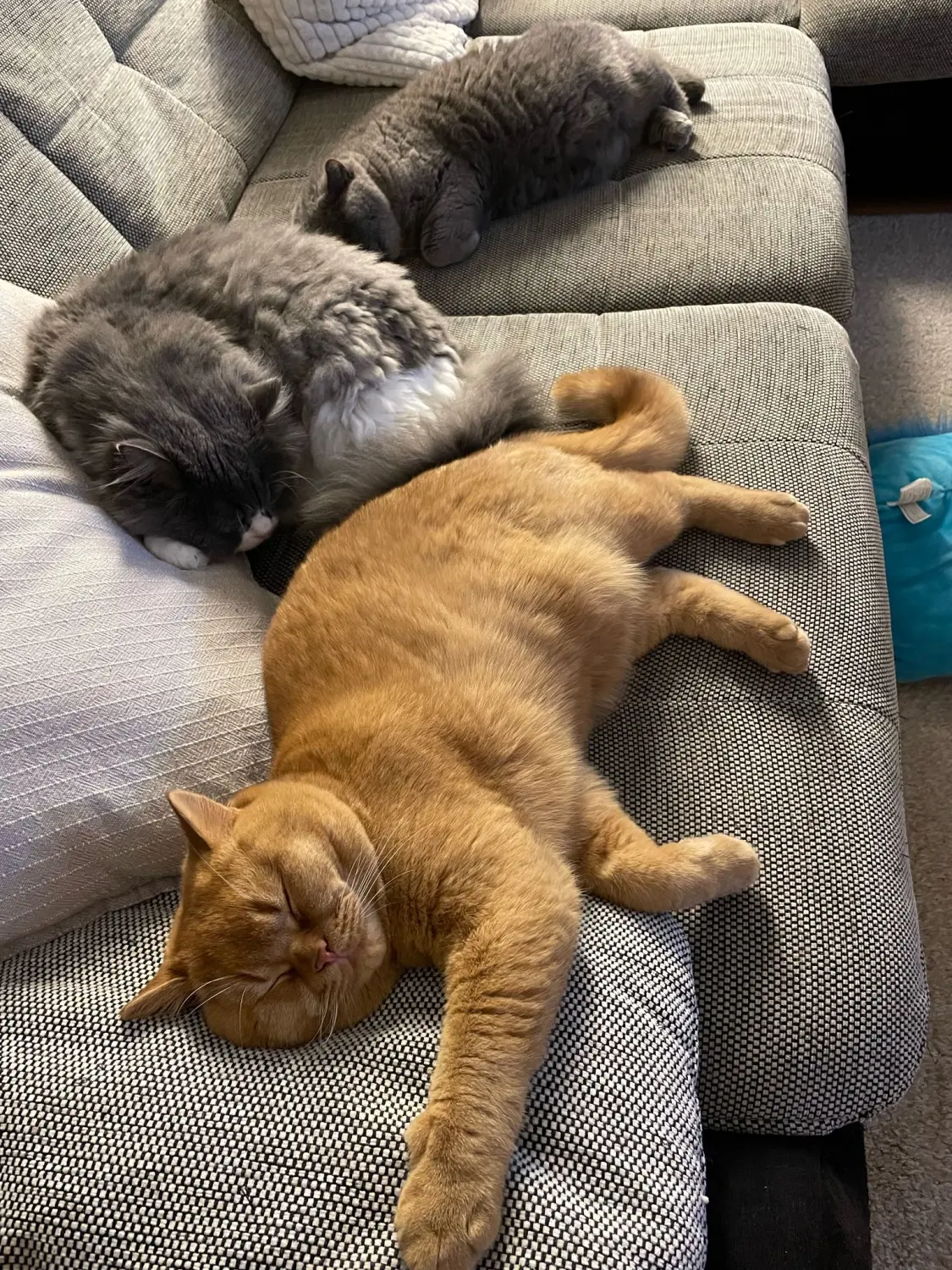 BKH Züchter, hammers Samtpfötchen, Jana Hammer , Liebe zu Katzen, Osternienburger Land, Hammers Samtpfötchen- Katzen auf dem Sofa