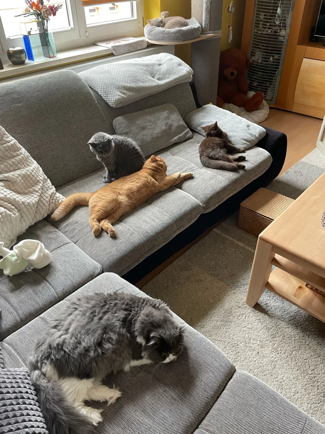 BKH Züchter, hammers Samtpfötchen, Jana Hammer , Liebe zu Katzen, Osternienburger Land, Hammers Samtpfötchen- Katzen auf dem Sofa