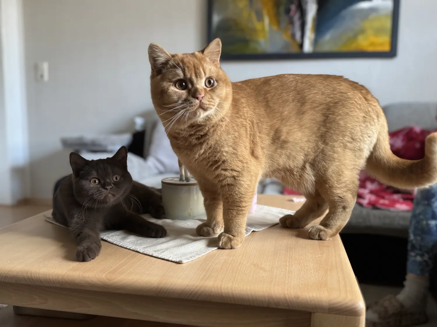 BKH Züchter, hammers Samtpfötchen, Jana Hammer , Liebe zu Katzen, Osternienburger Land, Hammers Samtpfötchen- Katzen auf dem Tisch