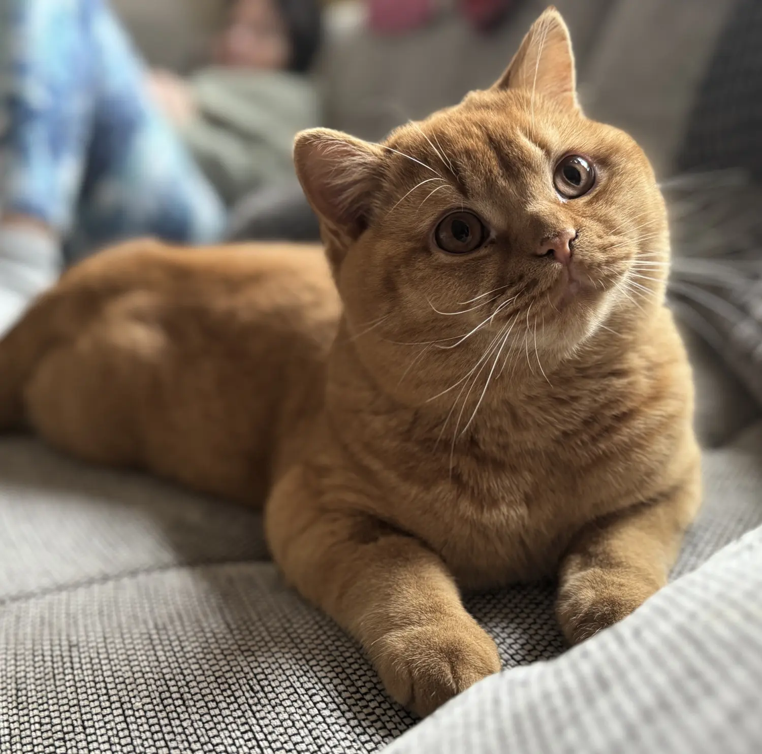 BKH Züchter, hammers Samtpfötchen, Jana Hammer , Liebe zu Katzen, Osternienburger Land, Hammers Samtpfötchen- braune/ rothaarige Katze