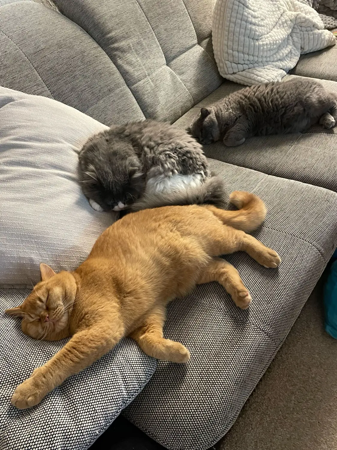 Hammers Samtpfötchen- Katzen auf der Couch,BKH Züchter, hammers Samtpfötchen, Jana Hammer , Liebe zu Katzen, Osternienburger Land 