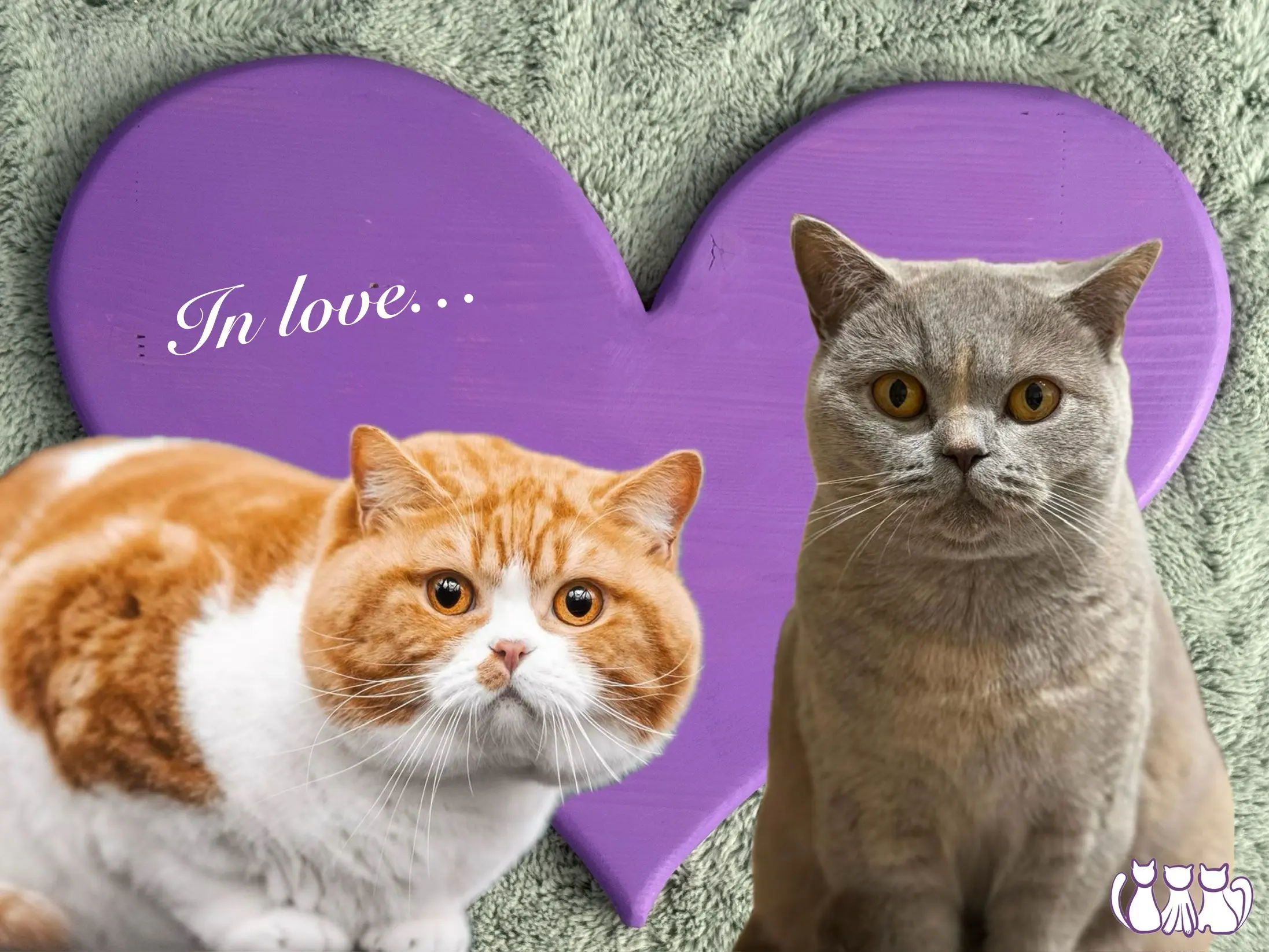 BKH Züchter, hammers Samtpfötchen, Jana Hammer , Liebe zu Katzen, Osternienburger Land , Hammers Samtpfötchen- schwarze Katze