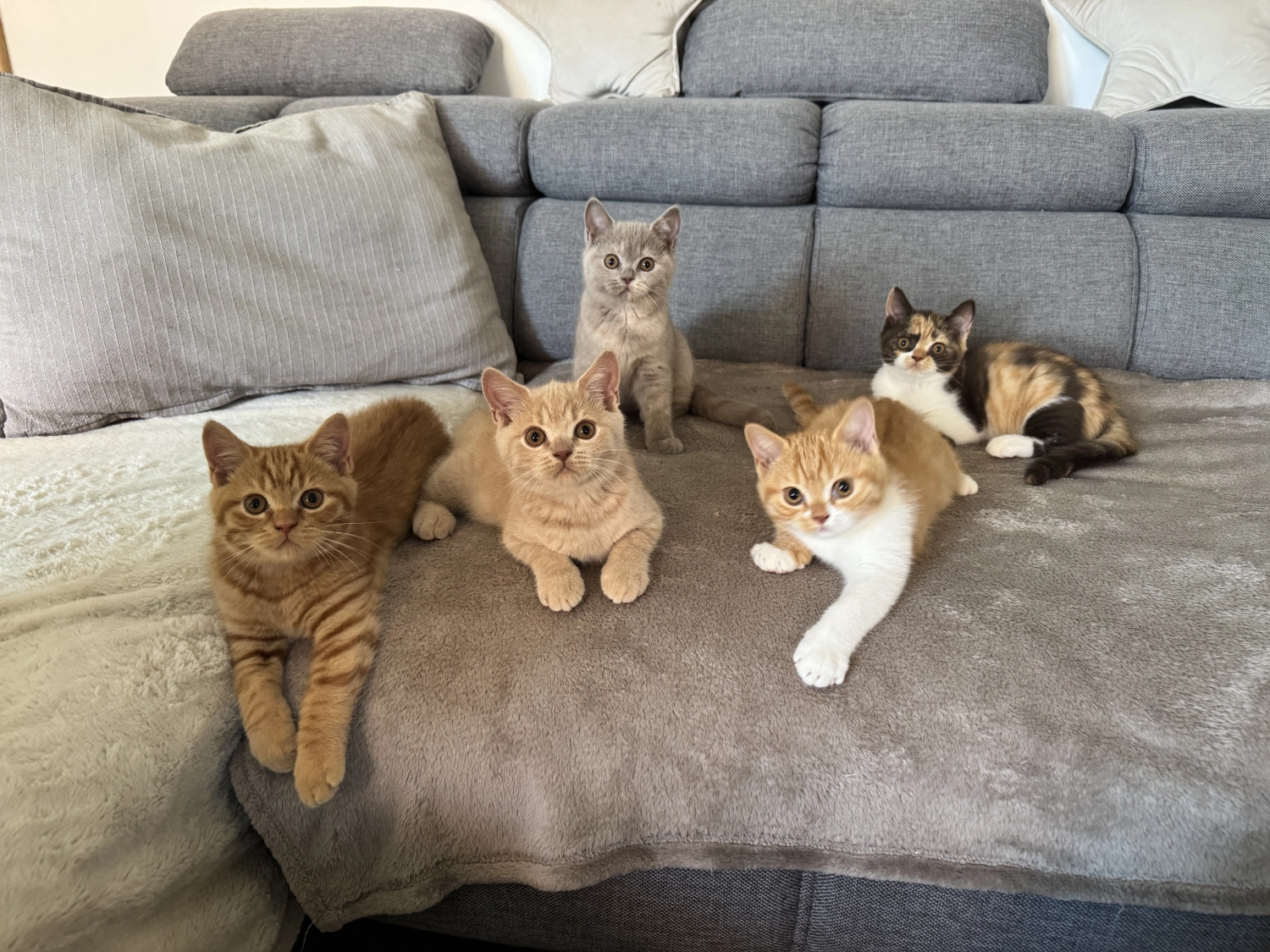 BKH Züchter, hammers Samtpfötchen, Jana Hammer , Liebe zu Katzen, Osternienburger Land , Hammers Samtpfötchen- schwarze Katze